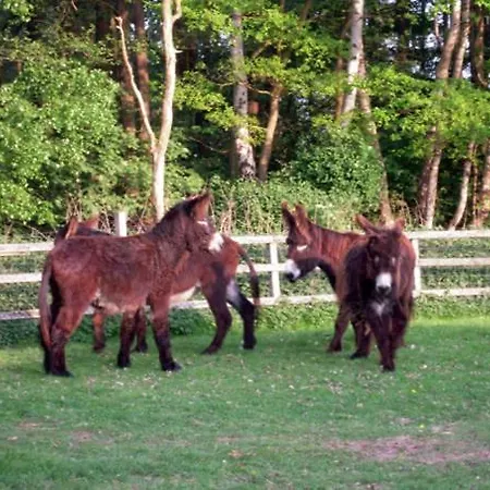 Haus Janina 度假居 Rieste